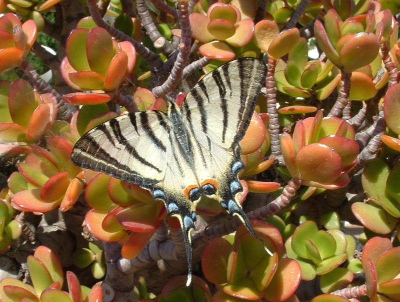 Iphiclides podalirius e Aculepeira armida?(Neoscona adiantha